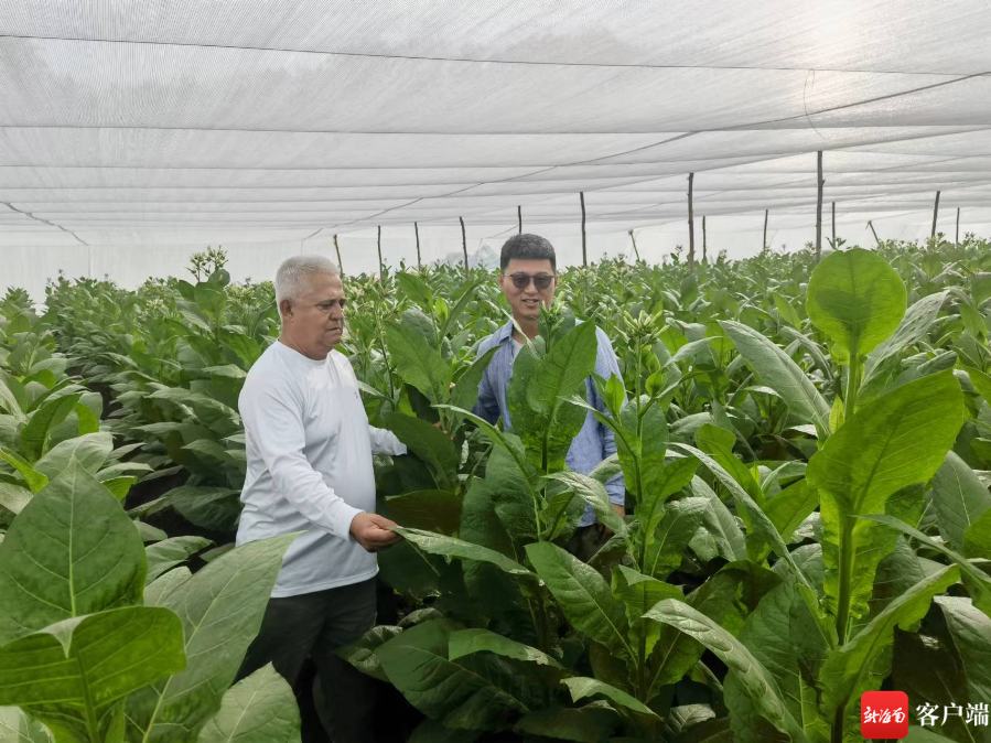 卡洛斯所工作的地方位于东方市大田镇罗旺村,这里有一片雪茄种植试验