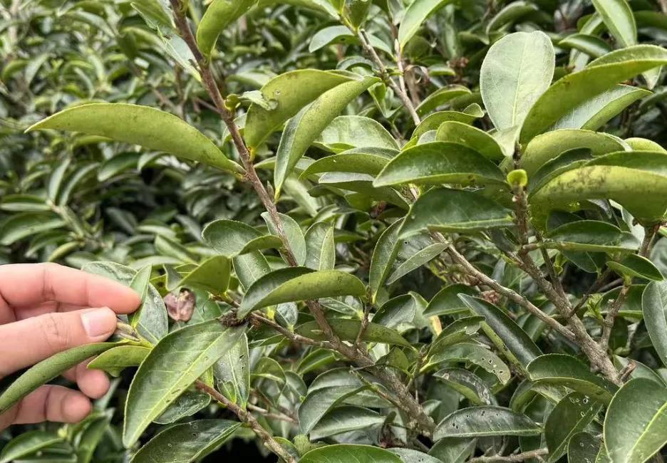 被逼无奈千里下潮州寻找鸭屎香