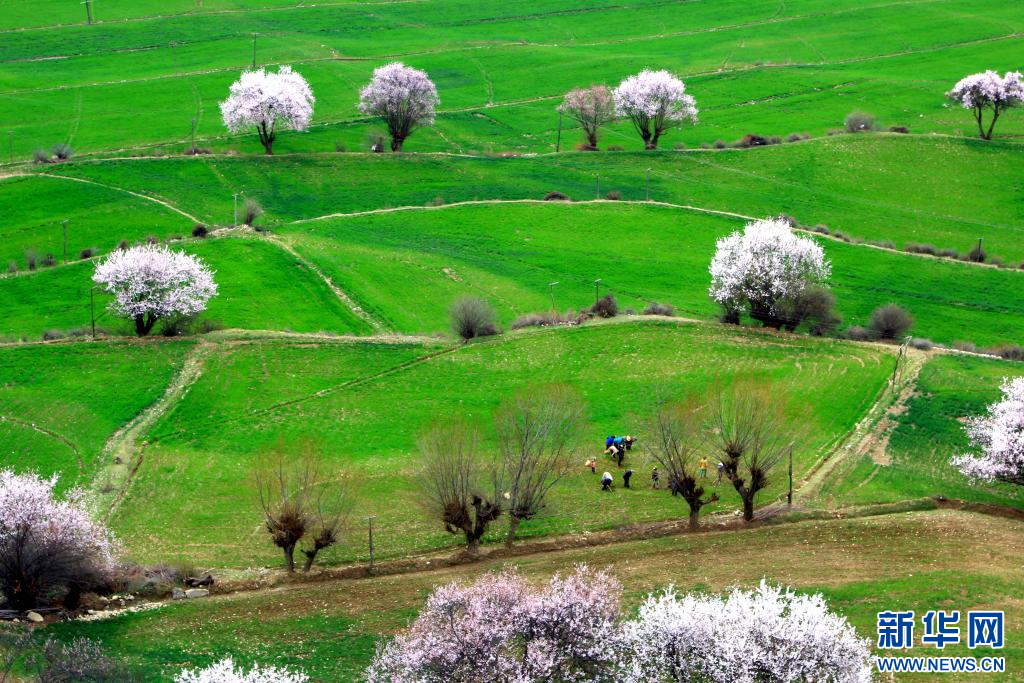 图为西藏波密县倾多镇巴康村内,桃花映衬下的绿草.新华网发阿旺仁青摄