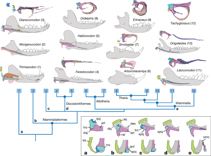 图5. 哺乳中耳渐进演化系统框架及颌关节转移示意图
