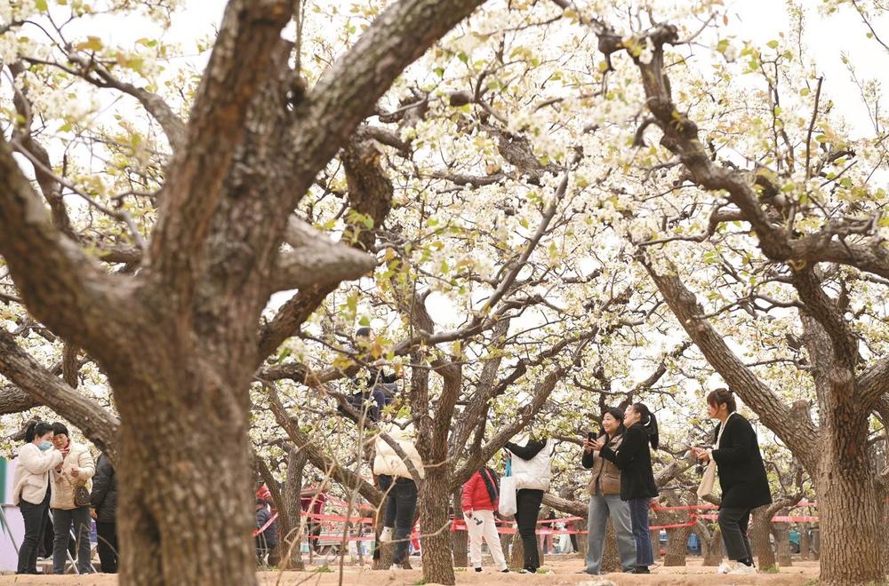 魏县梨花节吸引大量游客前来观赏. 周绍宗 摄