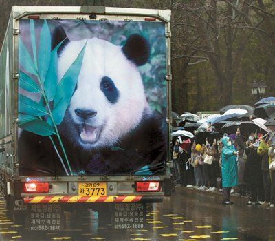 旅韩大熊猫"福宝"回家|中国大熊猫_新浪财经_新浪网