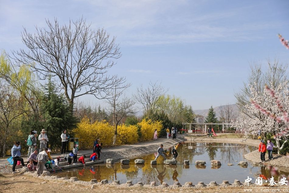 在秦安县凤山景区,随风摇曳的柳树枝与竞相绽放的山桃花,迎春花,杏花