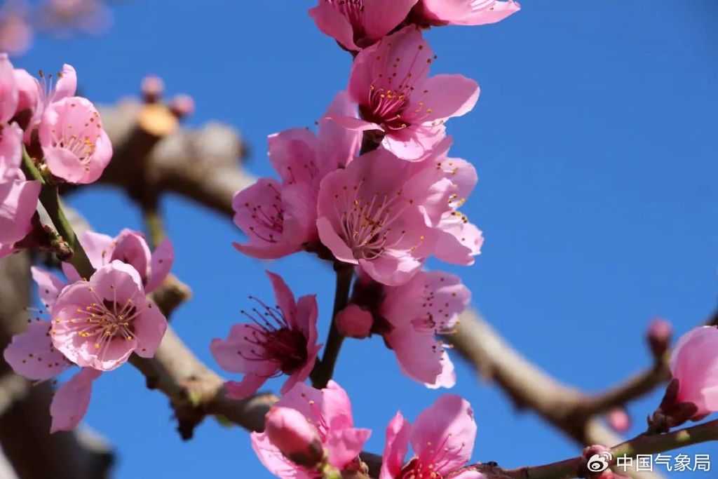 近日,四川省凉山彝族自治州盐源县卫城镇的桃花在枝头绽放 摄影/文
