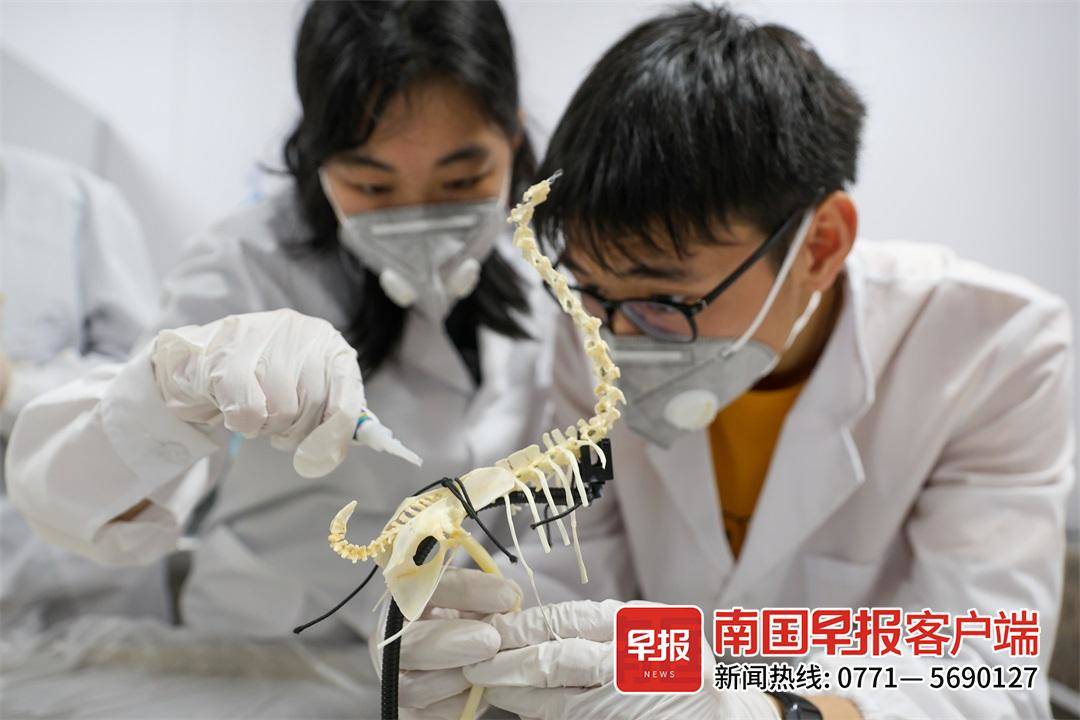 4月2日下午,学生团队正在制作宠物鸡骨骼标本.