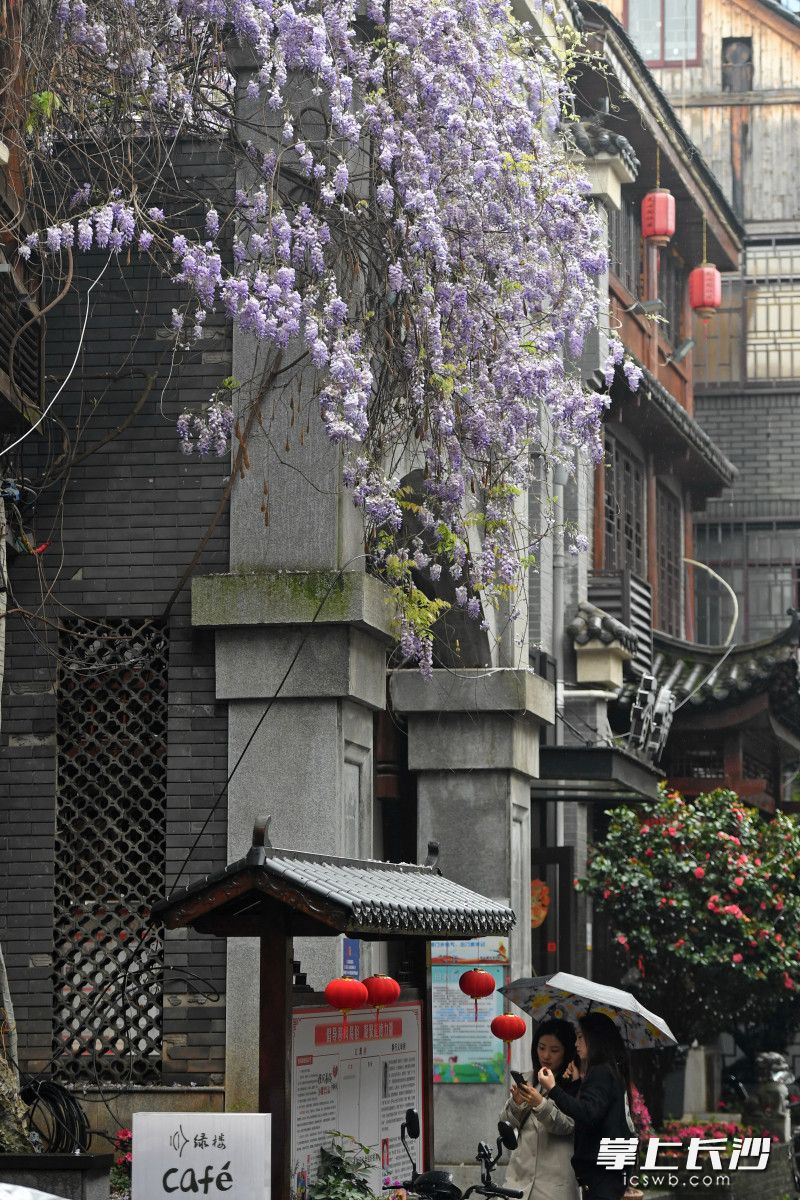 组图丨都正街:紫藤花开美若画卷