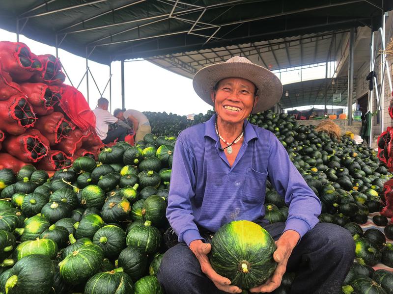 苏圩南瓜迎丰收 采摘装运上市忙|合作社_新浪财经_新浪网