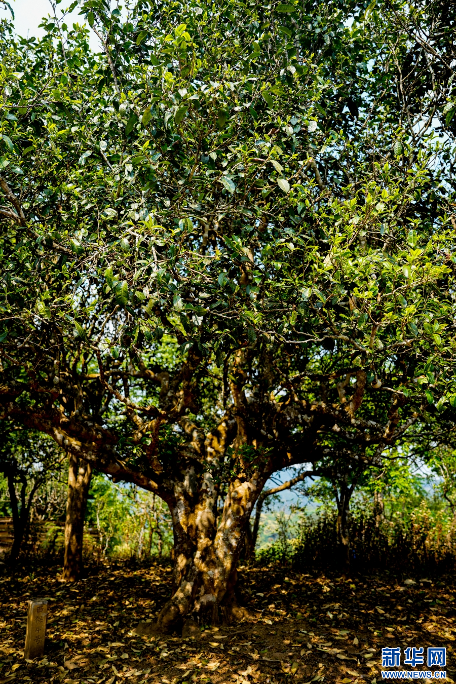万千气象看云南|贺开古茶园春茶开采