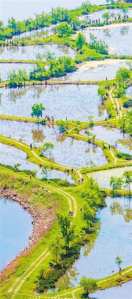 营山朗池湿地公园图片