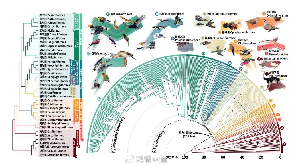 科阶元基因组揭示鸟类演化复杂性。Jon Fjeldsa?、Josefin Stiller和陈光霁绘