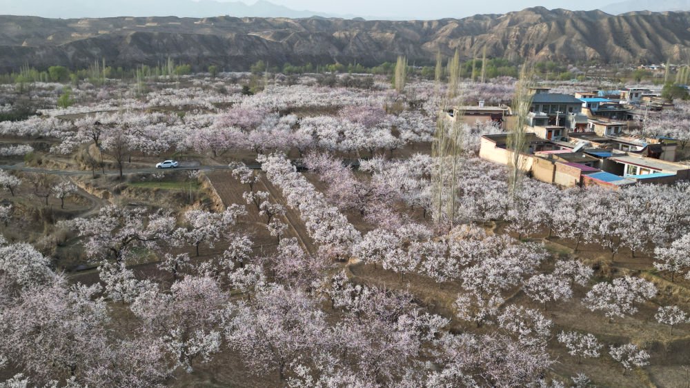 素有"陇上杏花第一村"美誉的甘肃省临夏回族自治州东乡族自治县唐汪镇