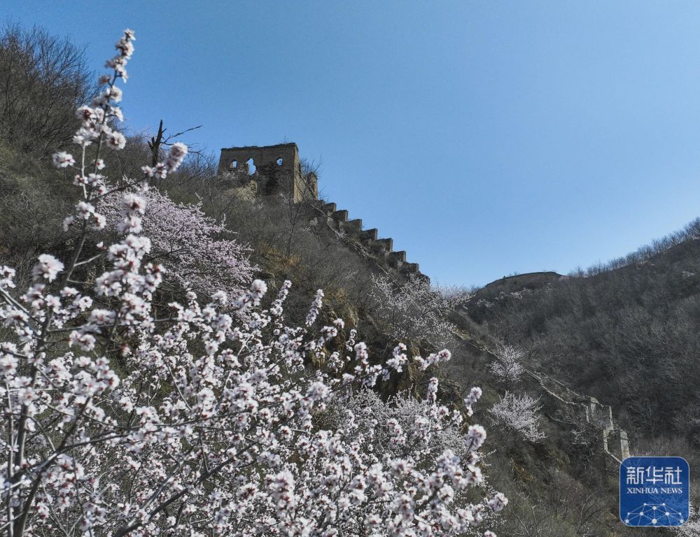 近日,河北省承德市兴隆县境内的长城两侧春花盛开,花海映衬的古长城