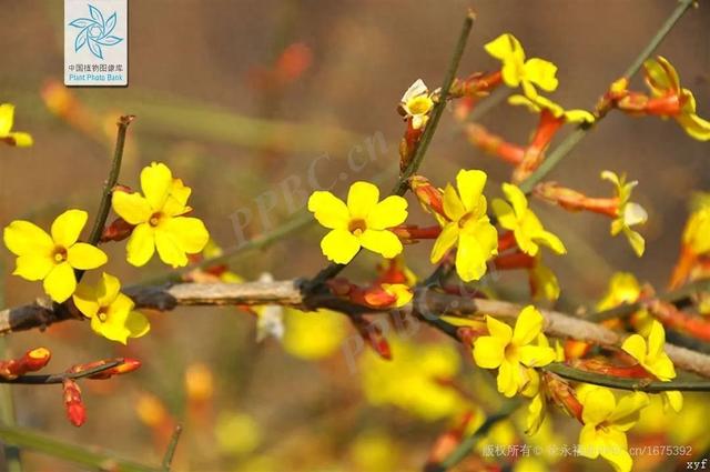 桃花杏花樱花傻傻分不清楚赏花姿势提升看这篇