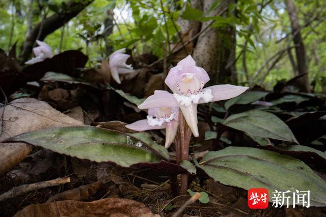 独花兰(资料图)