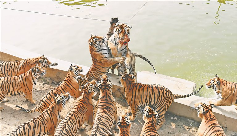 玩转龙江|千虎之园探秘|东北虎_新浪财经_新浪网