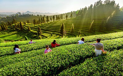 春风十里擂茶香|马援_新浪财经_新浪网