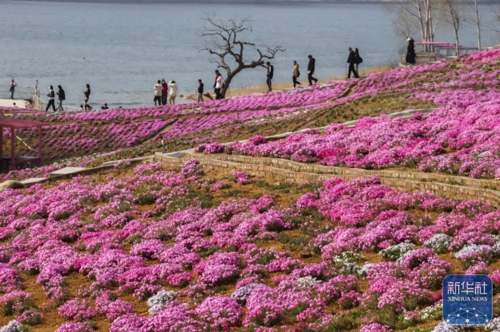 4月5日,游客在河北省迁西县雨花谷景区赏花游玩.新华社发(刘满仓摄)