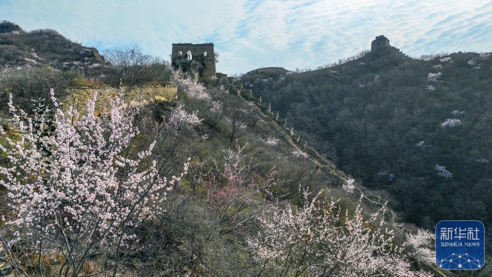 4月3日在河北省承德市兴隆县六道河镇拍摄的长城春景(无人机照片).