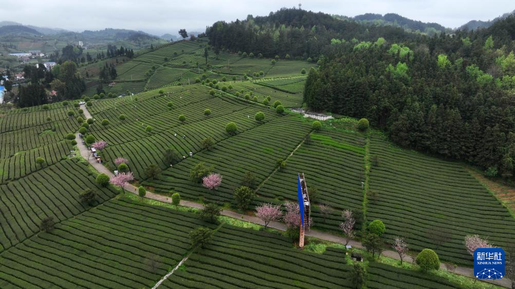 贵州余庆产茶大县迎来春茶采摘高峰