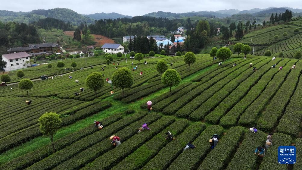贵州余庆产茶大县迎来春茶采摘高峰