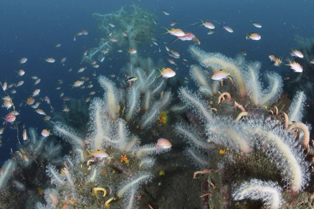 东京湾出现异常变化:大朵珊瑚疯长,"叫不上名字"的鱼类增多|日本_新浪