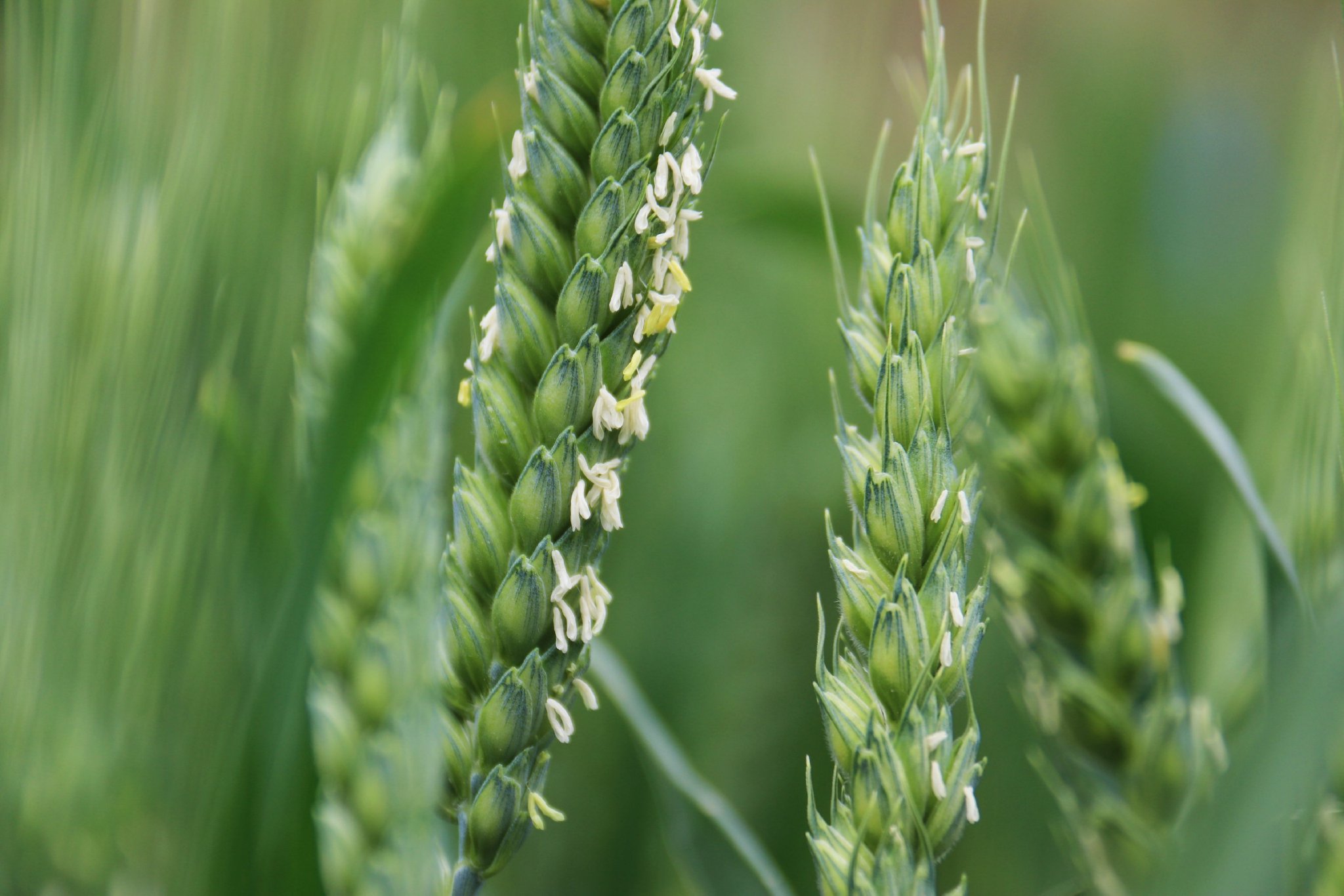 美好生活在云南之"世界的香格里拉" · 麦花飘香