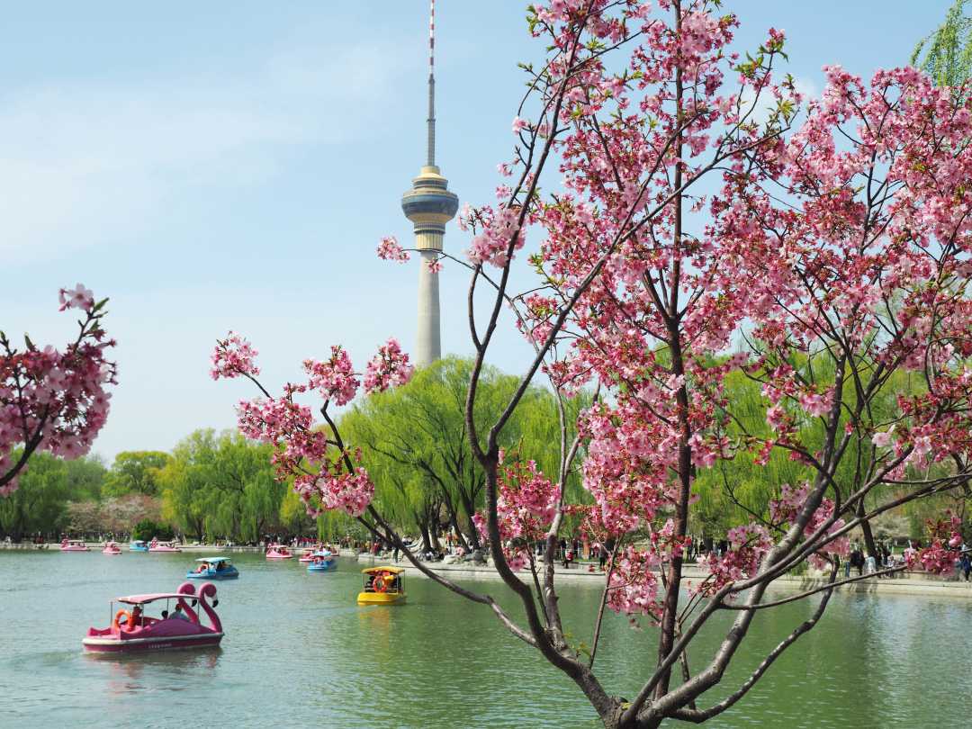 北京:玉渊潭公园樱花开 游客踏青赏花来
