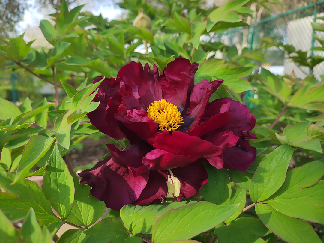 4月8日牡丹花情预报|洛阳市_新浪财经_新浪网