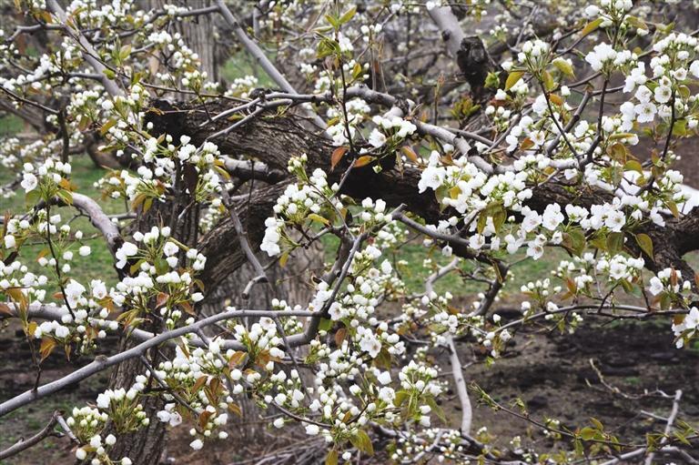 部分梨花抢先开放