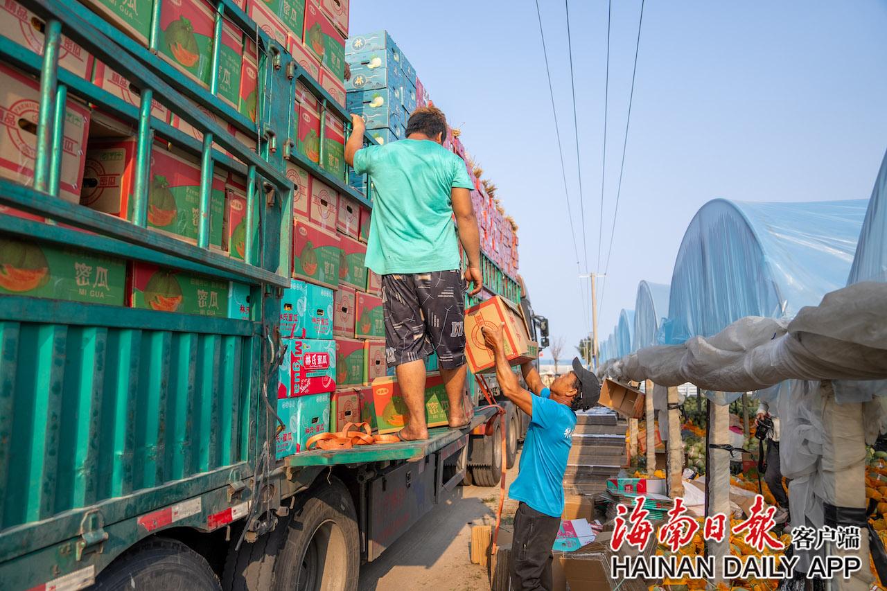 乐东蜜瓜收获忙-新闻中心|村民_新浪财经_新浪网