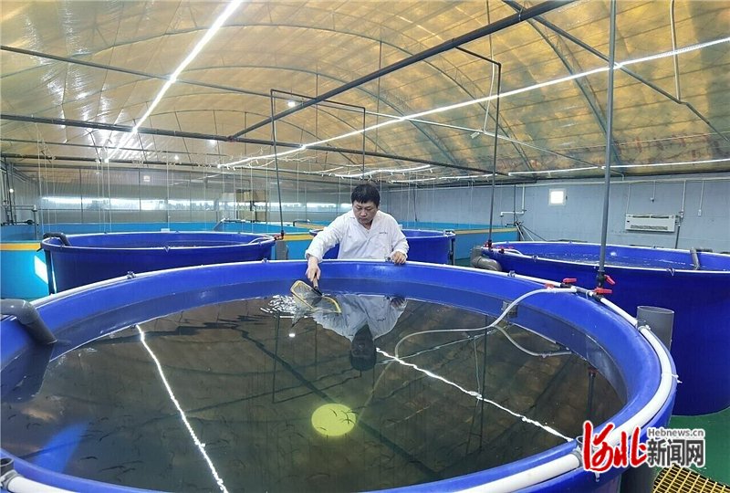 唐山海港经济开发区智慧渔业产业园,工作人员正在查看海马苗生长情况