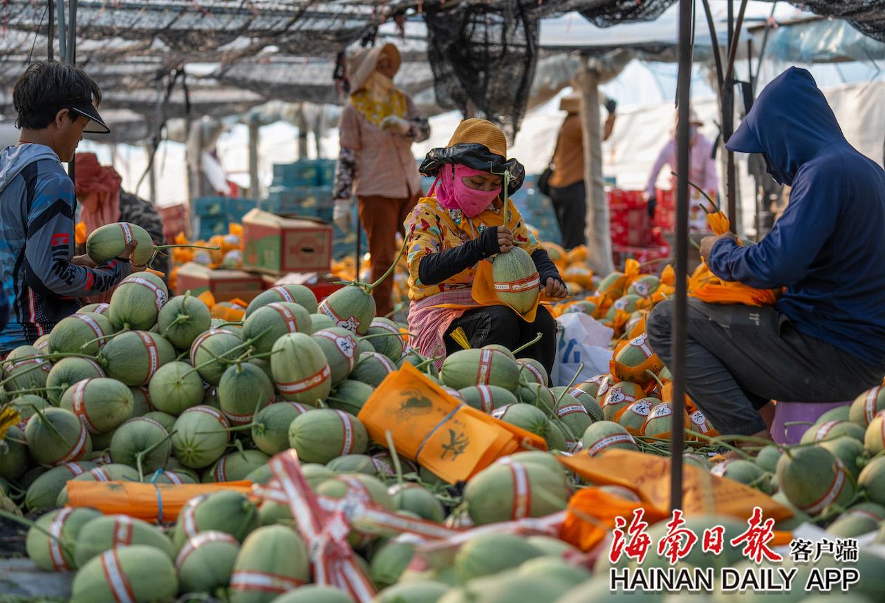 乐东蜜瓜收获忙-新闻中心|村民_新浪财经_新浪网