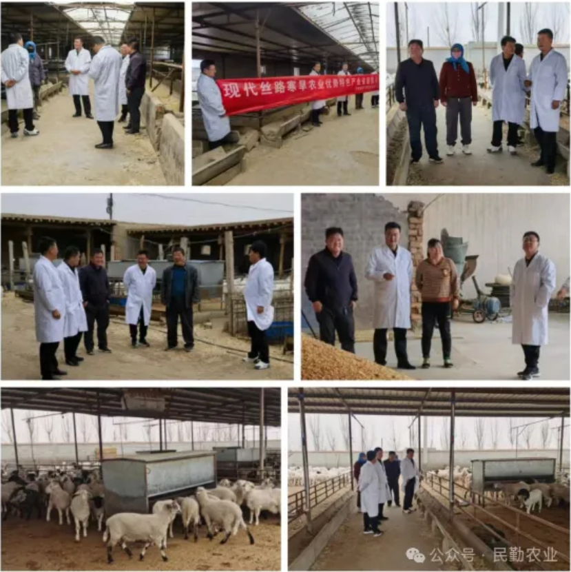 甘肃省绵羊繁育技术推广站在民勤县开展肉羊产业抓点示范工作|甘肃省