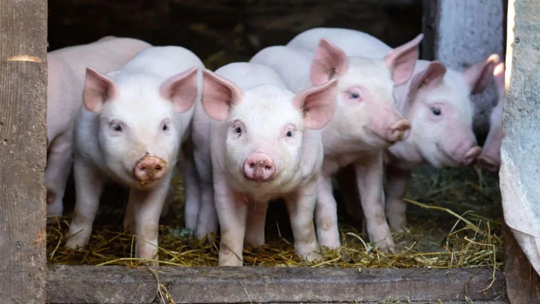 猪价_新浪财经_新浪网