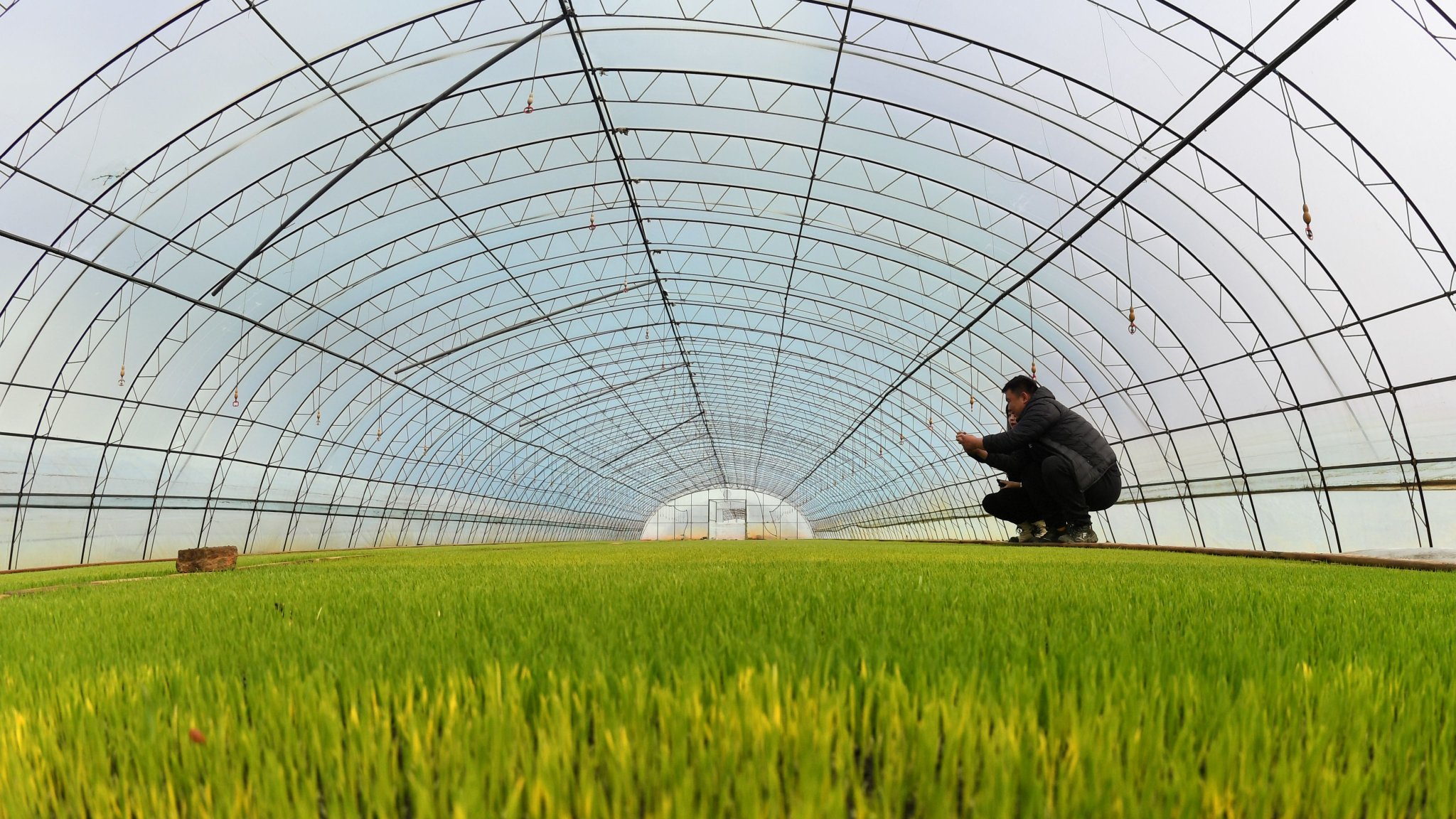 水稻出苗了!用上新技术能提前10天|北大荒_新浪财经_新浪网