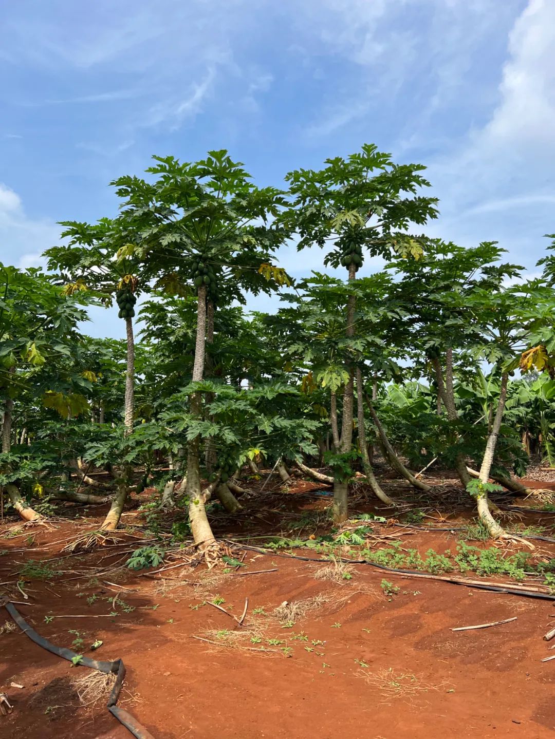 广东树熟红心木瓜,汁多肉厚,细嫩丝滑,像冰糖一般甜!__财经头条