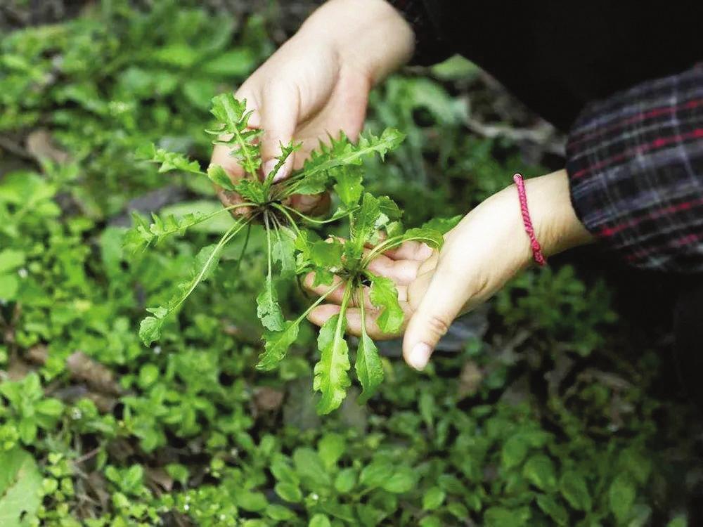 野菜正当"食", 当心尝鲜变试险|荠菜_新浪财经_新浪网