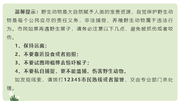 海南野猴进村伤人 还试图抓走婴儿(图3) 和乐发布微信公众号文章截图