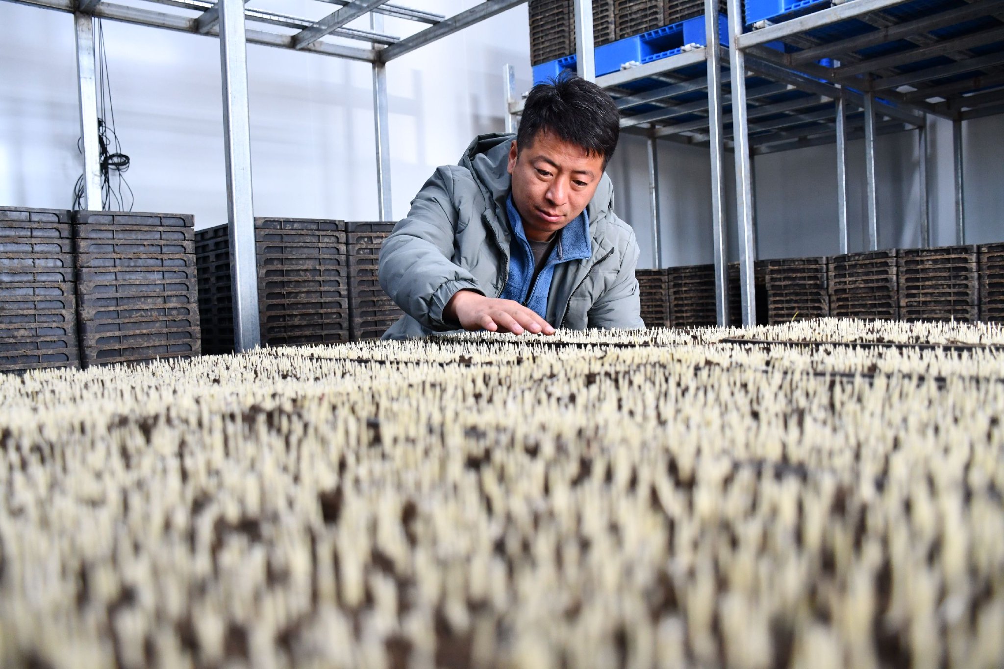 水稻出苗了!用上新技术能提前10天|北大荒_新浪财经_新浪网