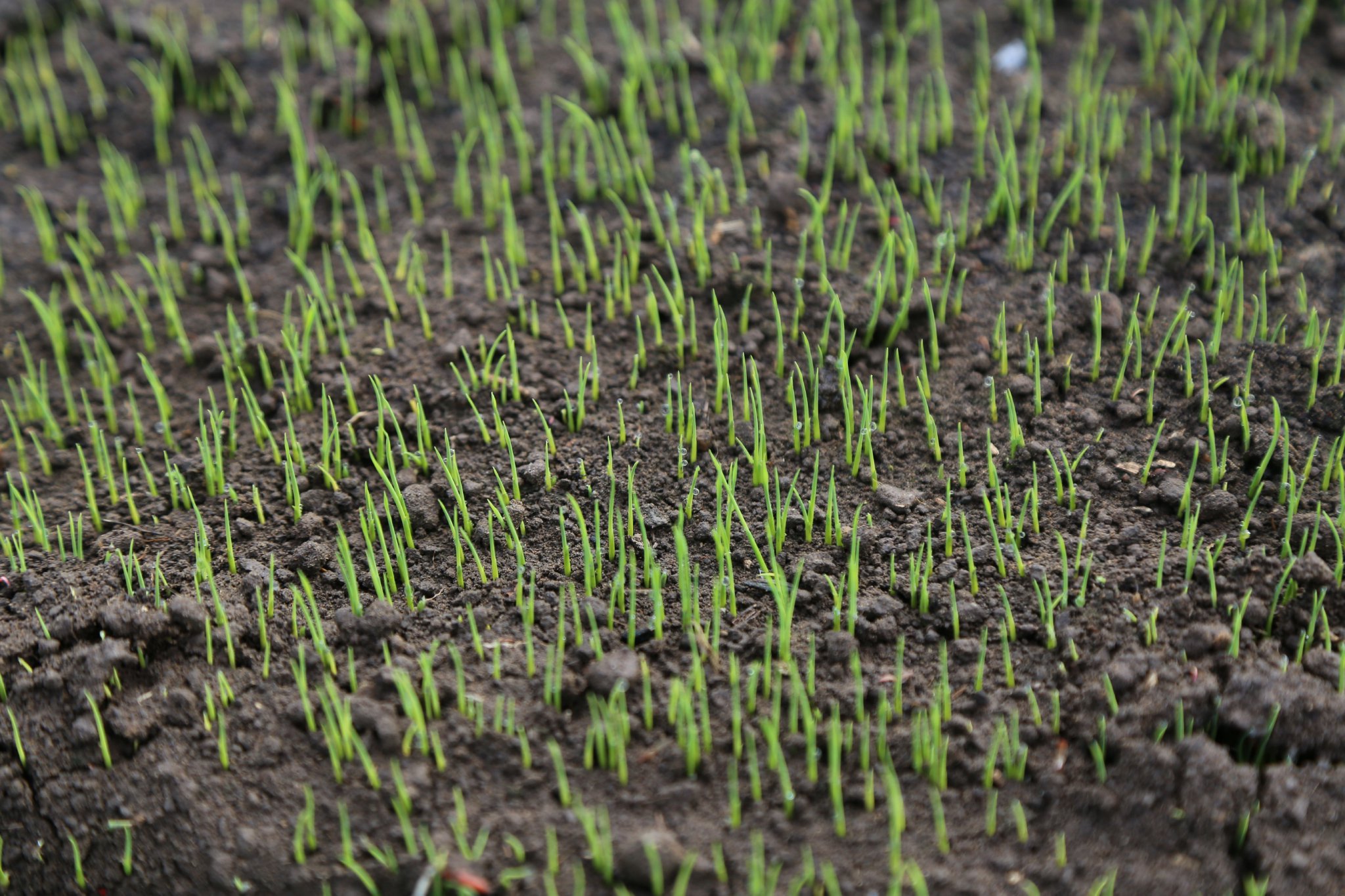 4月7日,在泰来农场育秧大棚内一株株娇翠欲滴的水稻幼苗长势喜人.