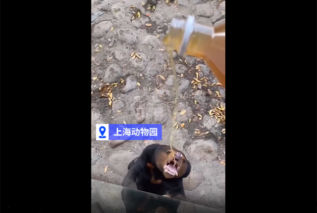 上海动物园猩猩暴走伤害动物身心不文明游园何时休