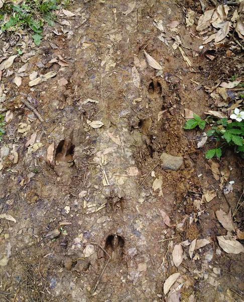 合肥大蜀山發現奇怪動物腳印|合肥市_新浪財經_新浪網