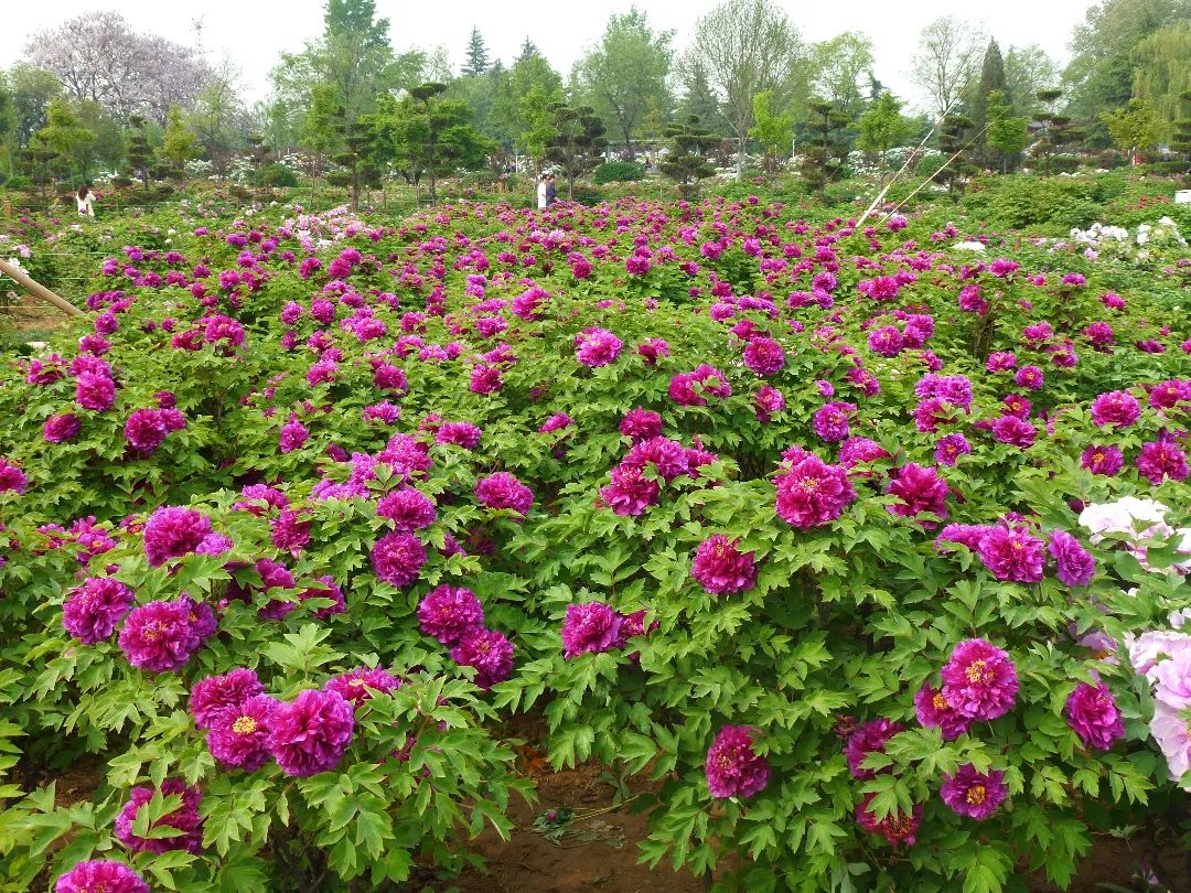 4月9日牡丹花情预报来了|洛阳市_新浪财经_新浪网