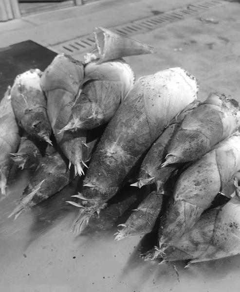 问政笋出一春鲜|腊肉_新浪财经_新浪网