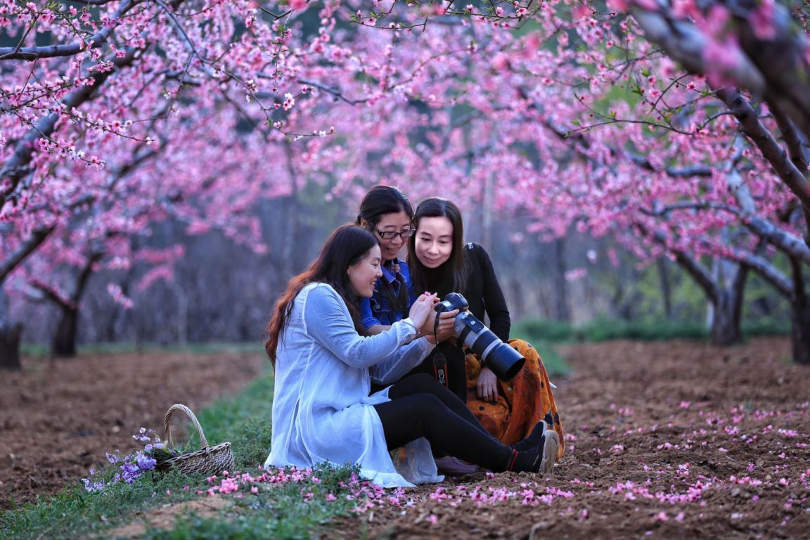 北京平谷国际桃花节开幕 赏花和游玩点位全域覆盖_新浪财经_新浪网