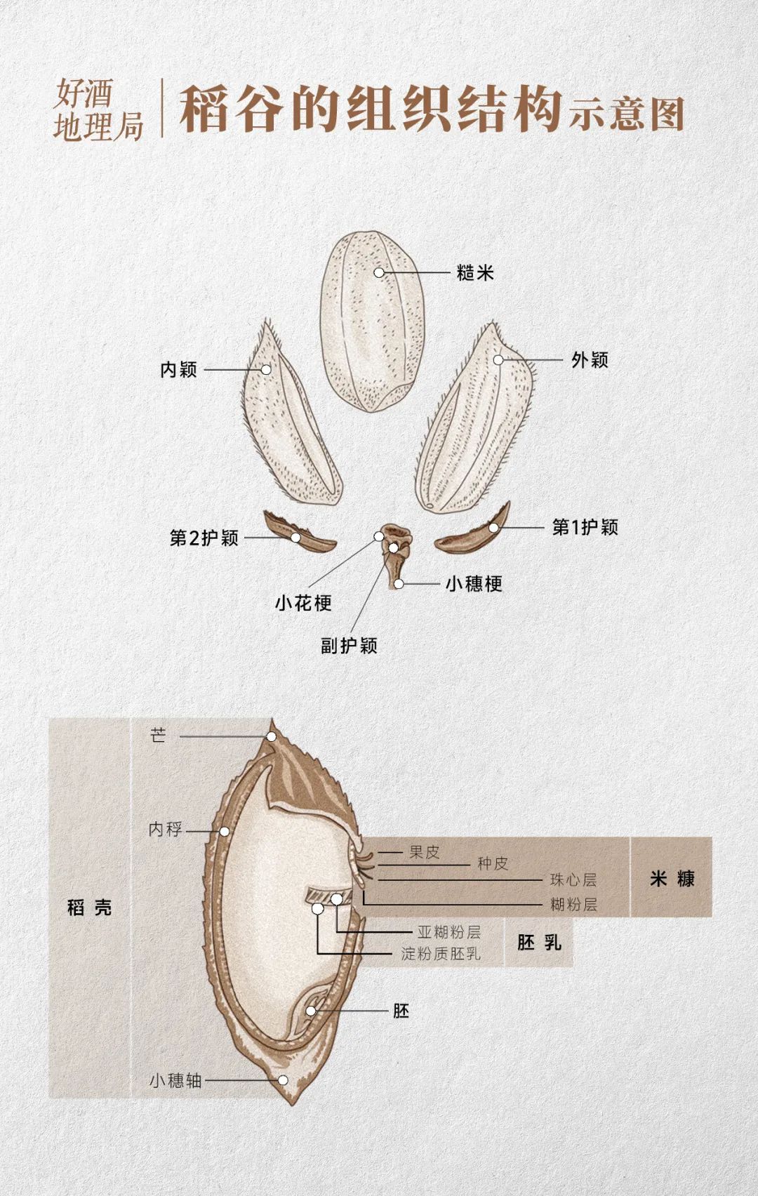 与高粱,小麦三分天下,它是酒粮界的隐形大佬
