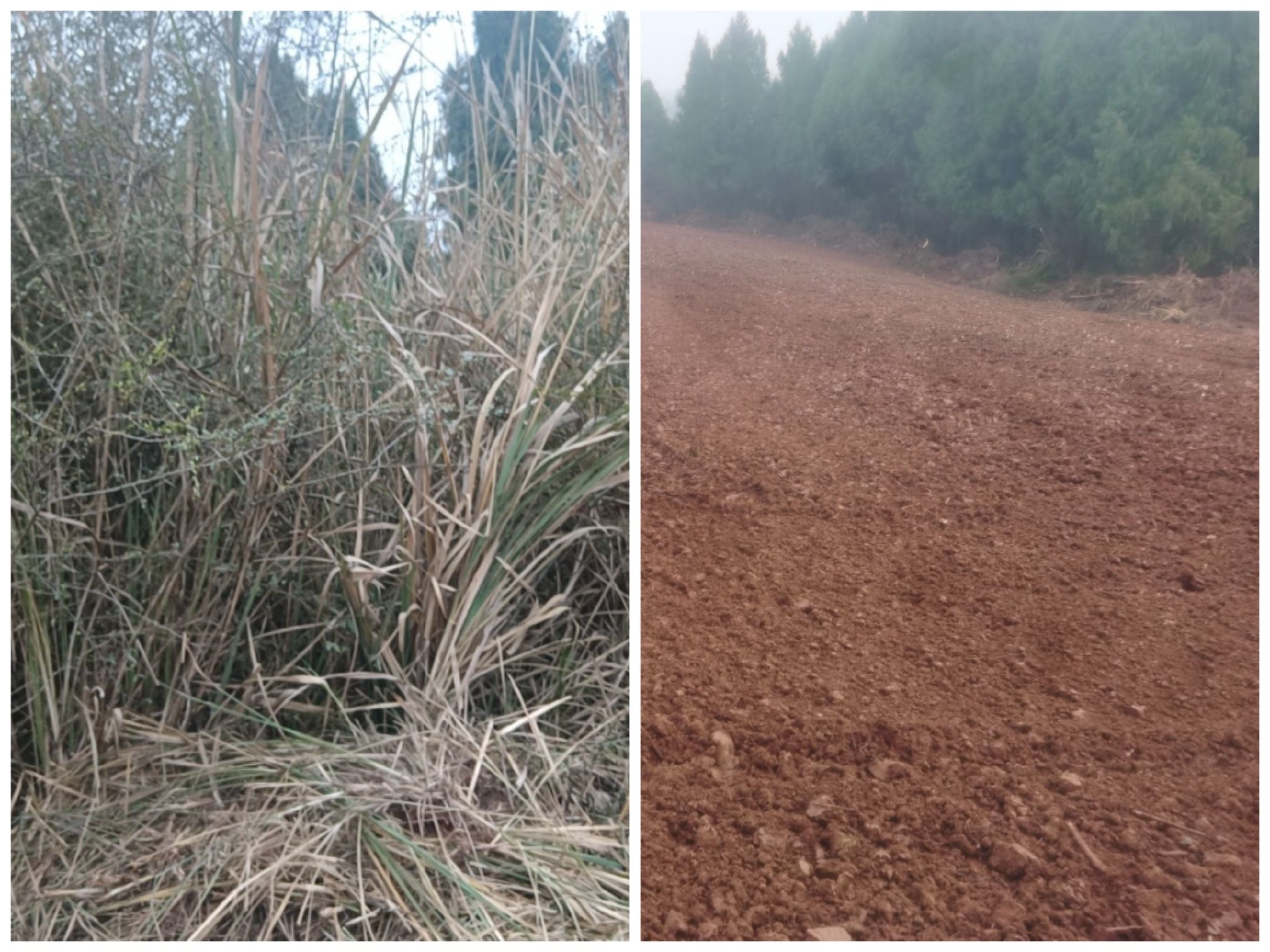 在四川遂宁安居区东禅镇,绵阳盐亭县富驿镇等地去杂草,翻耕地,开垄沟