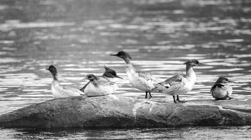 安徽泾县发现"鸟中大熊猫"|安徽省_新浪财经_新浪网