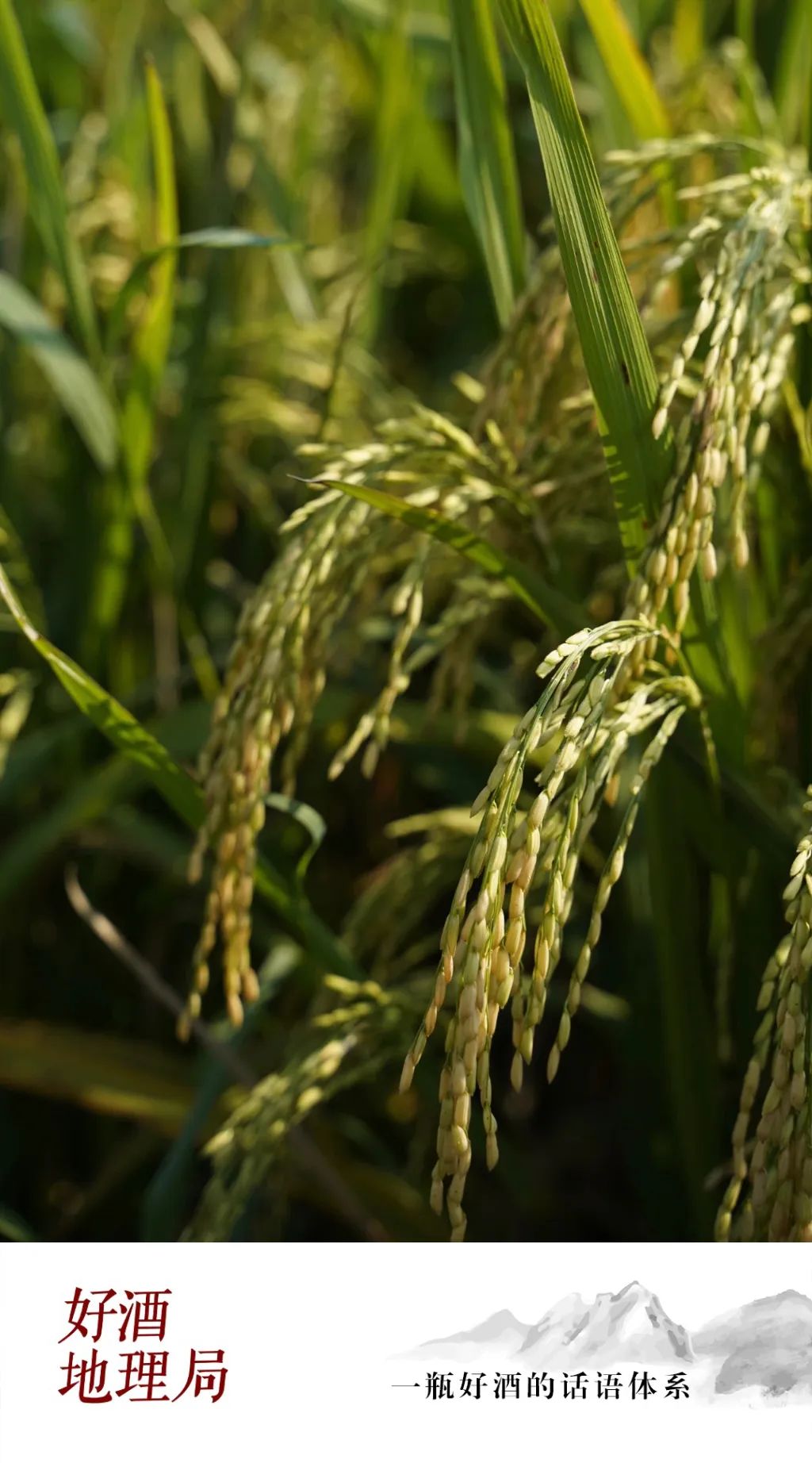 与高粱,小麦三分天下,它是酒粮界的隐形大佬__财经头条