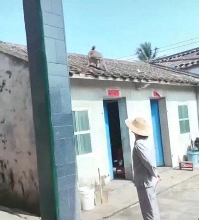 海南野猴进村伤人 还试图抓走婴儿(图1) 网传视频截图